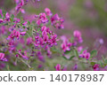 The lovely flowers of the round-leaved bush clover 140178987