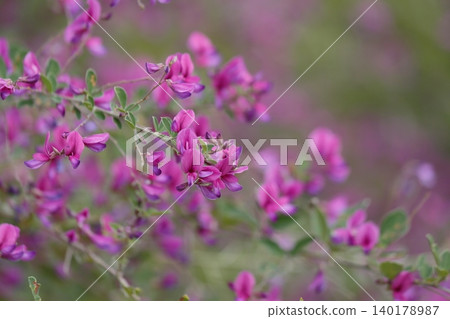 The lovely flowers of the round-leaved bush clover 140178987
