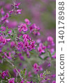 The lovely flowers of the round-leaved bush clover 140178988
