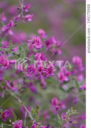 The lovely flowers of the round-leaved bush clover 140178988