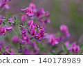 The lovely flowers of the round-leaved bush clover 140178989