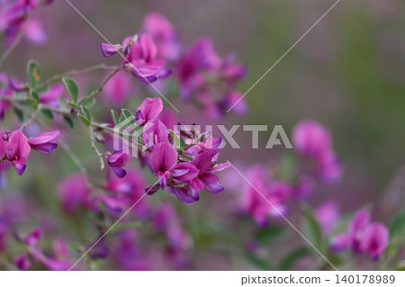 The lovely flowers of the round-leaved bush clover 140178989