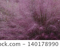 Pink Muhlenbergia capillaris flowers 140178990