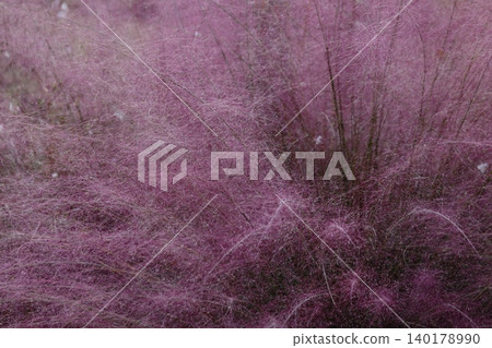 Pink Muhlenbergia capillaris flowers 140178990