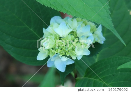 繡球花開始綻放 繡球花開始綻放 140179092