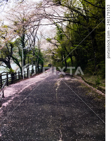 A spring promenade where cherry blossom petals spread out like a carpet. A spring promenade where cherry blossom petals spread out like a carpet. 140179353