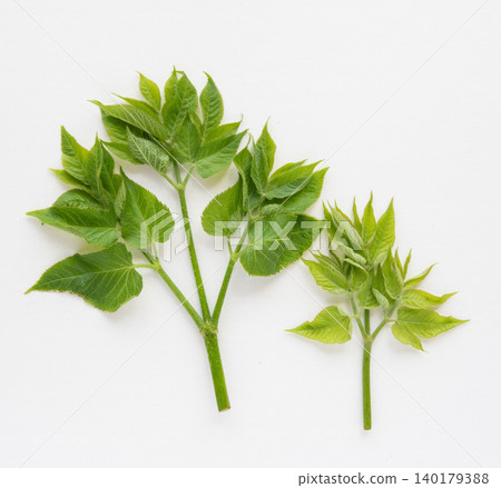 喉嚨發芽 喉嚨發芽 140179388