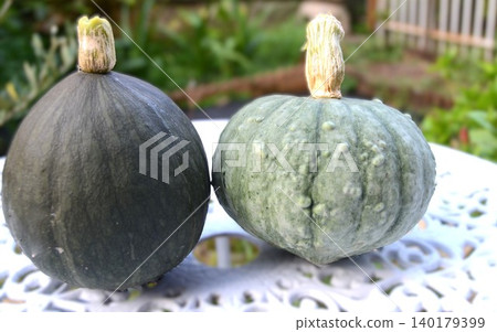 Two types of pumpkins harvested from the field. Two types of pumpkins harvested from the field. 140179399