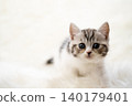 Kitten of Scottish fold 140179401