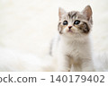 Kitten of Scottish fold 140179402