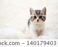 Kitten of Scottish fold 140179403