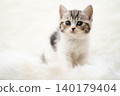 Kitten of Scottish fold 140179404