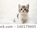 Kitten of Scottish fold 140179405