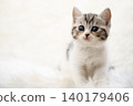 Kitten of Scottish fold 140179406