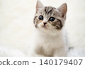 Kitten of Scottish fold 140179407