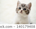 Kitten of Scottish fold 140179408