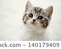 Kitten of Scottish fold 140179409