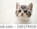 Kitten of Scottish fold 140179410