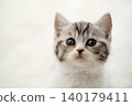 Kitten of Scottish fold 140179411