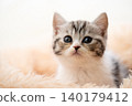 Kitten of Scottish fold 140179412