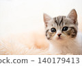Kitten of Scottish fold 140179413