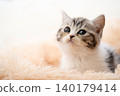 Kitten of Scottish fold 140179414