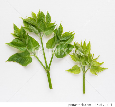 Throat sprouts 140179421