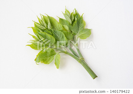 喉嚨發芽 喉嚨發芽 140179422