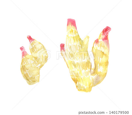 Watercolor illustration of fresh ginger Watercolor illustration of fresh ginger 140179500