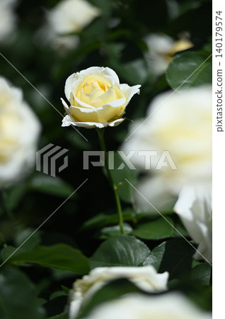 A vertical composition of white roses surrounded by a blurred foreground. A vertical composition of white roses surrounded by a blurred foreground. 140179574