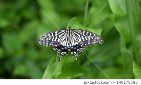 Swallowtail butterfly in early summer (summer form, female) Swallowtail butterfly in early summer (summer form, female) 140179580