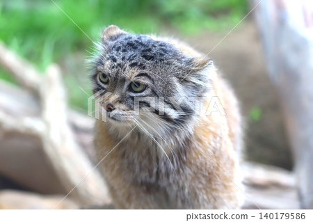 Cute Pallas's cats that live in Mongolia and other places 1 Cute Pallas's cats that live in Mongolia and other places 1 140179586