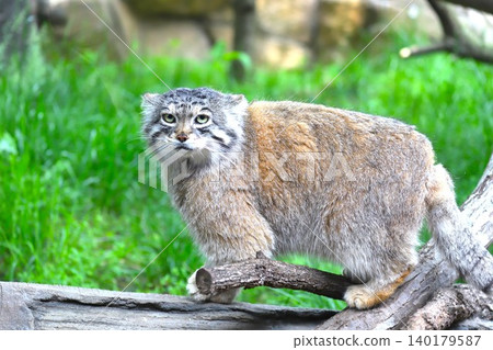 Cute Pallas's cats that live in Mongolia and other places (2) Cute Pallas's cats that live in Mongolia and other places (2) 140179587