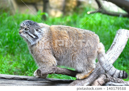 Cute Pallas's cats that live in Mongolia and other places (3) 140179588