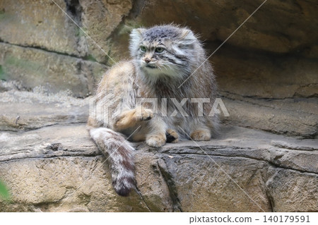 Six cute Pallas's cats that live in Mongolia and other places Six cute Pallas's cats that live in Mongolia and other places 140179591