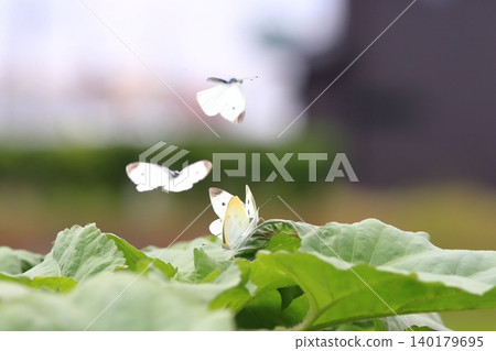 Cabbage White Butterfly Image Cabbage White Butterfly Image 140179695