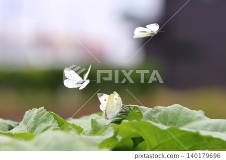 Cabbage White Butterfly Image Cabbage White Butterfly Image 140179696
