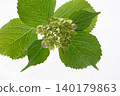 Hydrangeas - Studio Photography 140179863