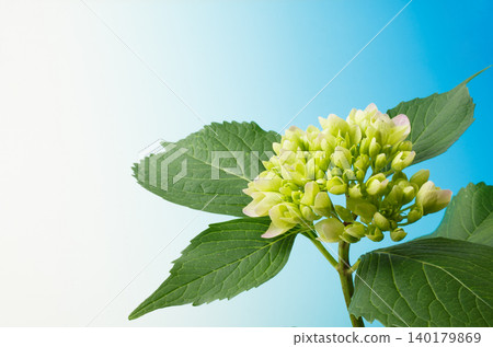 繡球花 - 攝影棚攝影 繡球花 - 攝影棚攝影 140179869