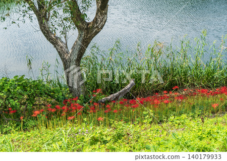 A cluster amaryllis of Tsuya River A cluster amaryllis of Tsuya River 140179933