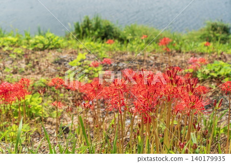 Spider lilies blooming on the banks of the Tsuya River Spider lilies blooming on the banks of the Tsuya River 140179935