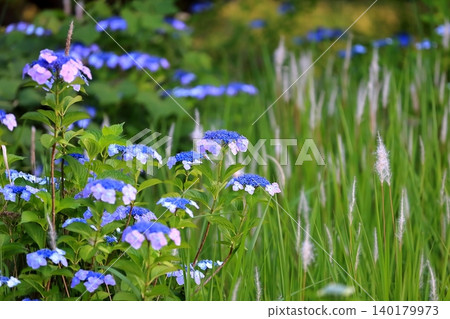 hydrangea hydrangea 140179973