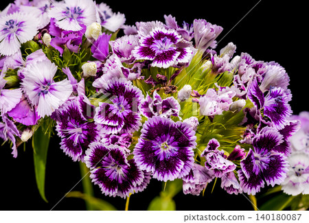 Purple and White Sweet William Dianthus Flowers on Black Background Purple and White Sweet William Dianthus Flowers on Black Background 140180087