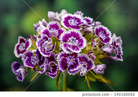 Purple and White Sweet William Dianthus Flowers on Green Background Purple and White Sweet William Dianthus Flowers on Green Background 140180088