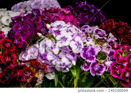 A Vibrant Bouquet of Sweet William Dianthus Flowers 140180094