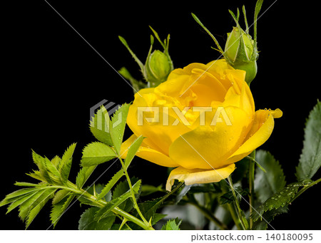 Beautiful Yellow Rose Flower with Green Leaves on Black Background Beautiful Yellow Rose Flower with Green Leaves on Black Background 140180095