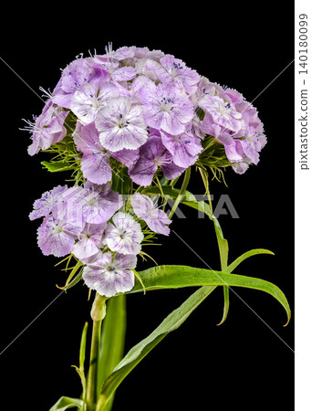 Macro View of Tender Lilac Sweet William Dianthus Flowers Macro View of Tender Lilac Sweet William Dianthus Flowers 140180099