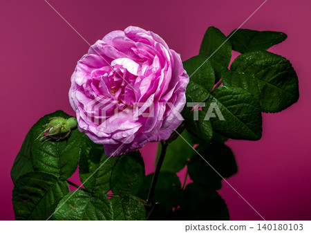 Lush Pink Rose Flower and Unopened Bud Against Magenta Background Lush Pink Rose Flower and Unopened Bud Against Magenta Background 140180103
