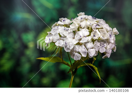 Pristine White Sweet William Dianthus Flowers on Green Background Pristine White Sweet William Dianthus Flowers on Green Background 140180106