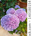 Garden with hydrangea 140180154